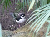 Zoo Beauval (10)