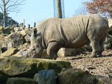 Zoo Beauval (23)