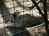 Zoo Beauval (24)