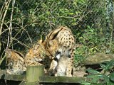 Zoo Beauval (25)