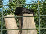 Zoo Beauval (26)