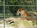 Zoo Beauval (27)