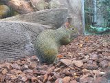 Zoo Beauval (31)