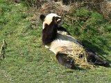 Zoo Beauval (38)