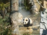 Zoo Beauval (41)