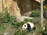 Zoo Beauval (42)